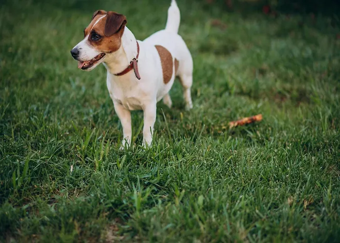 Het Bunt بيت للعطل Schijf